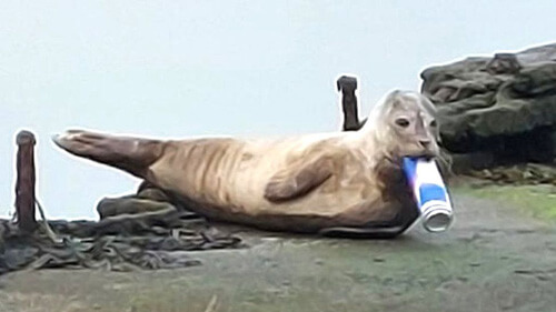 Тюлень так неудачно выпил энергетический напиток, что его пришлось спасать