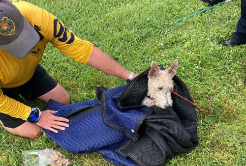 Собака, упавшая в канал, купалась не слишком долго и была спасена полицейскими
