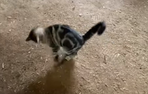 Хозяин игривой кошки получил дохлой мышью в лицо