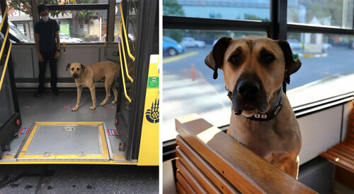 Бездомный пёс перемещается по городу на общественном транспорте