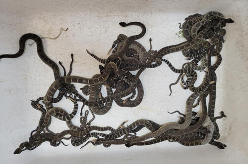 Змеелов собрал невероятный «урожай» гремучих змей