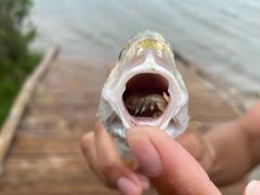 Во рту рыбы нашли паразита, съевшего язык «хозяйки» и начавшего выполнять его функции
