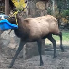 Лось, решивший исследовать детские качели, быстро об этом пожалел