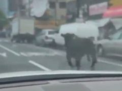 Сбежавшая корова решила стать участницей дорожного движения