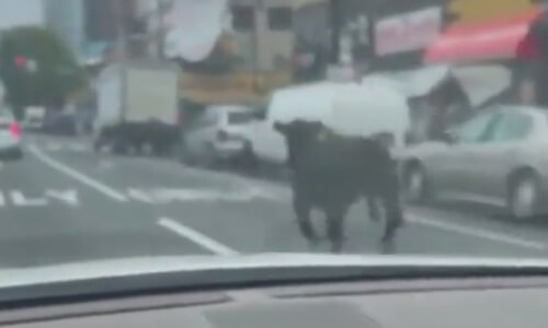 Сбежавшая корова решила стать участницей дорожного движения