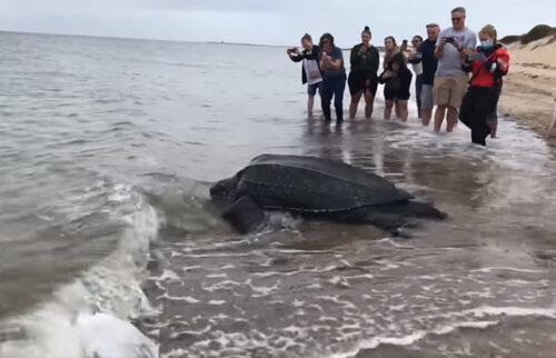 Черепаху, выброшенную на мель, удалось вернуть обратно в воду