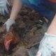 Курица, погребённая под руинами дома, чудом выжила и удивила хозяина