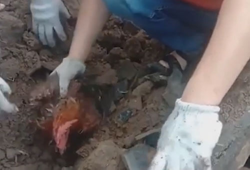 Курица, погребённая под руинами дома, чудом выжила и удивила хозяина