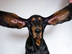 Длинные уши помогли собаке установить мировой рекорд