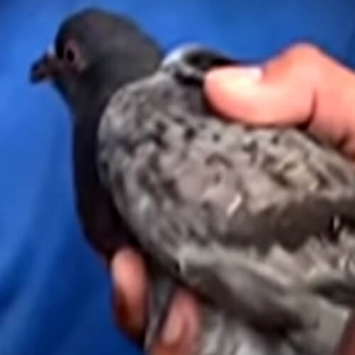 Дрон вооружили ножом, чтобы спасти голубя