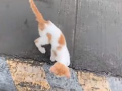 Котёнок не только спасся с дороги, но и нашёл новый дом