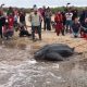 Черепаху, выброшенную на мель, удалось вернуть обратно в воду