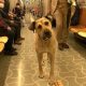 Бездомный пёс перемещается по городу на общественном транспорте