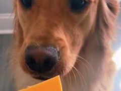Собака не совсем поняла инструкции хозяйки насчёт сыра
