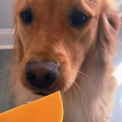 Собака не совсем поняла инструкции хозяйки насчёт сыра