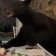 Медведь сделал свадьбу запоминающимся событием