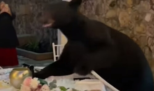 Медведь сделал свадьбу запоминающимся событием