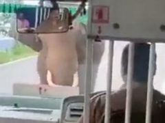 Слон не только напал на автобус, но и разбил стекло