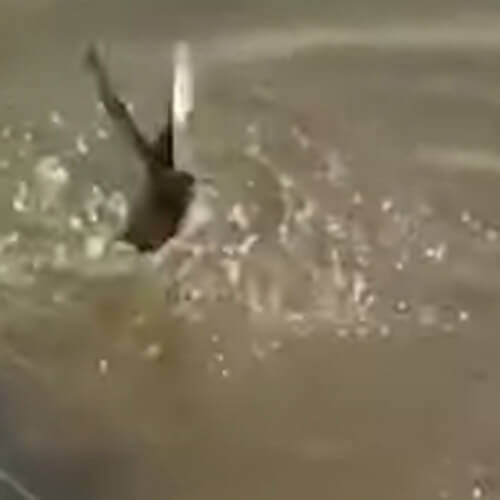 Птица, пьющая воду, искупалась и едва спаслась от голодной рыбы