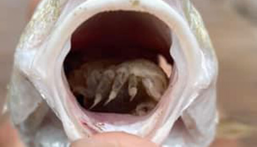 Во рту рыбы нашли паразита, съевшего язык «хозяйки» и начавшего выполнять его функции