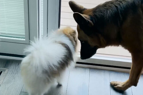Большая собака съела живую игрушку своей маленькой приятельницы