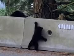 Вопящий медвежонок помучился, но сумел преодолеть барьер