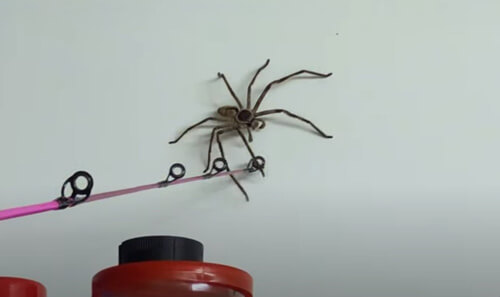 Домовладельцы делят гараж с крупным пауком-охотником