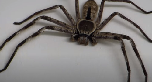 Домовладельцы делят гараж с крупным пауком-охотником