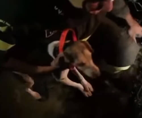 Пожарные пять часов спасали собаку, провалившуюся в отверстие в скале