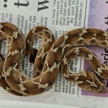 Ядовитая змея совершила путешествие из Индии в Англию
