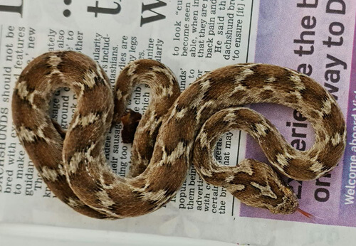 Ядовитая змея совершила путешествие из Индии в Англию
