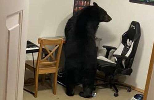 Медведь, пробравшийся в дом, испортил компьютерный монитор