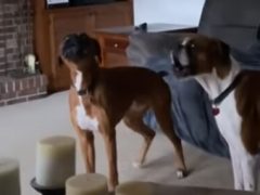 Посмотрев видеоролик с воющими собаками, реальные псы тоже начали выть