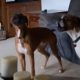 Посмотрев видеоролик с воющими собаками, реальные псы тоже начали выть