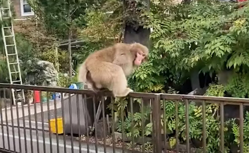 Полицейские безуспешно гоняются по городу за обезьяной