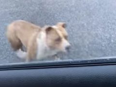 Чтобы забраться в машину, псу оказалась не нужна открытая дверь