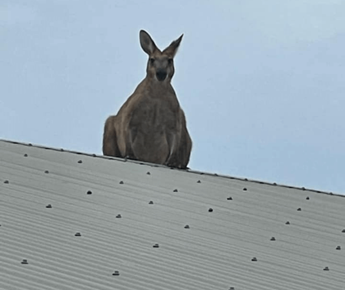 Кенгуру оказался способен лазать по крышам