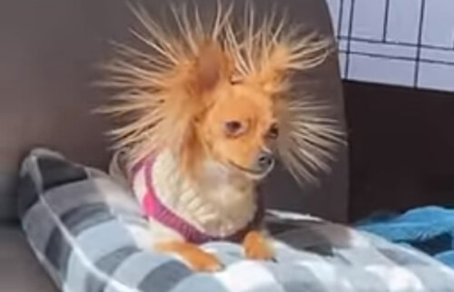 Собака стала забавной жертвой статического электричества