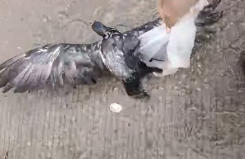 Птица чуть не утонула из-за пластикового пакета
