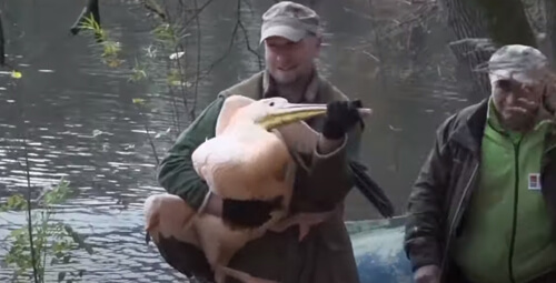 Сотрудникам зоопарка пришлось ловить пеликанов, чтобы переселить их в зимний вольер