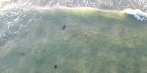 Пловец оказался неподалёку от акулы, искавшей пищу