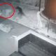 Запись с камеры видеонаблюдения показывает, что призраки бывают четвероногими и игривыми