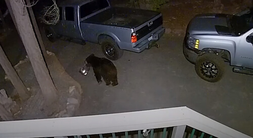 Медведь украл с крыльца рюкзак с закусками