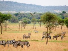 Национальные парки Танзании: достояние, гордость и ресурс для сохранения экологии