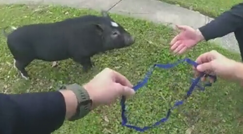 Полицейские использовали поводок, чтобы заарканить свинью