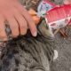 Голова кошки застряла в банке из-под корма, но животное спасли пожарные