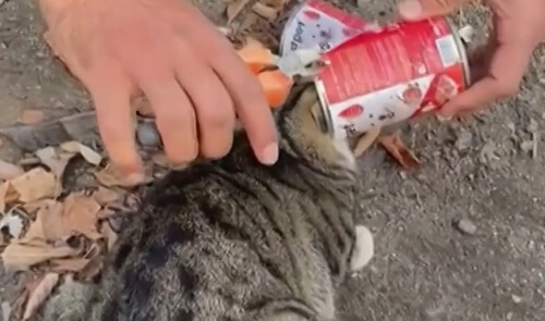 Голова кошки застряла в банке из-под корма, но животное спасли пожарные