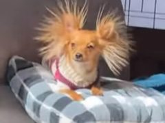 Собака стала забавной жертвой статического электричества