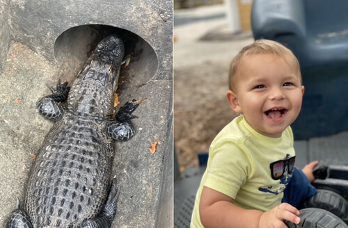 Малыш, заметивший аллигатора возле ресторана, назвал его черепахой