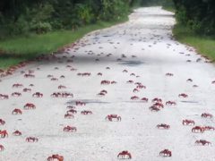 Дороги на острове перекрывают из-за мигрирующих крабов